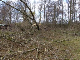 Sturm Emma 01.03.2008